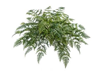 Папоротник Athyrium в-40, д-100 см (45 листов) 4/12 20.1329N